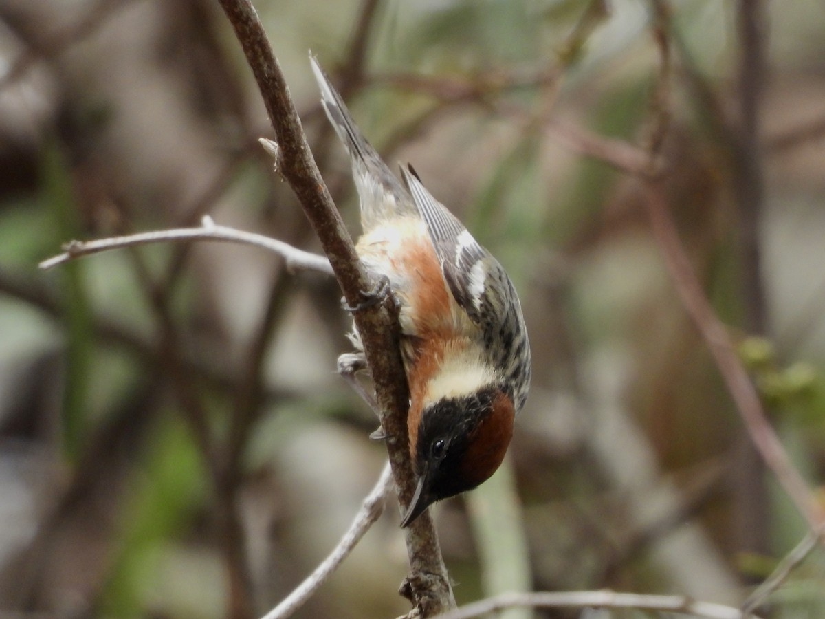 Bay-breasted Warbler - ML620233029