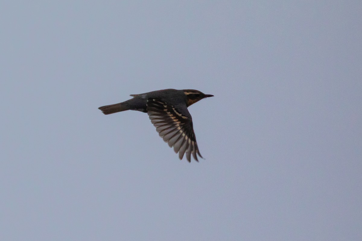 Varied Thrush - ML620233031