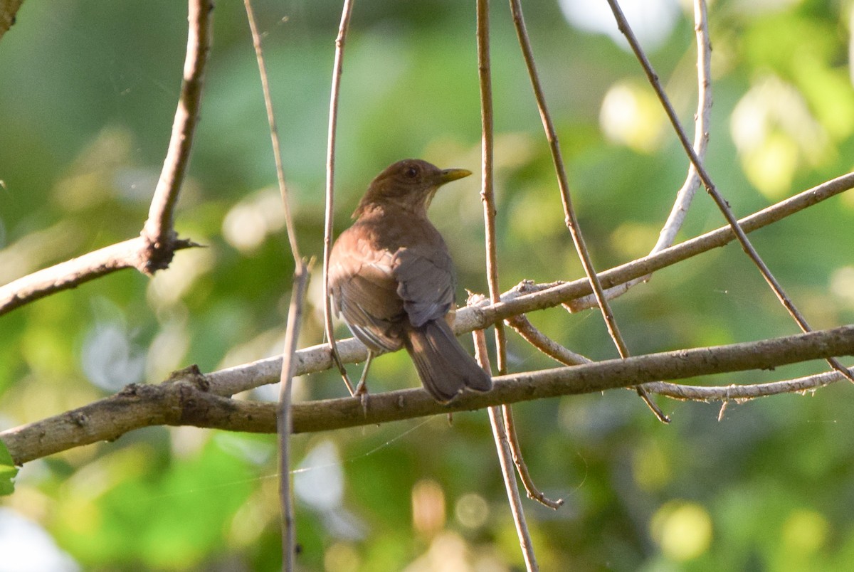 Clay-colored Thrush - ML620233037