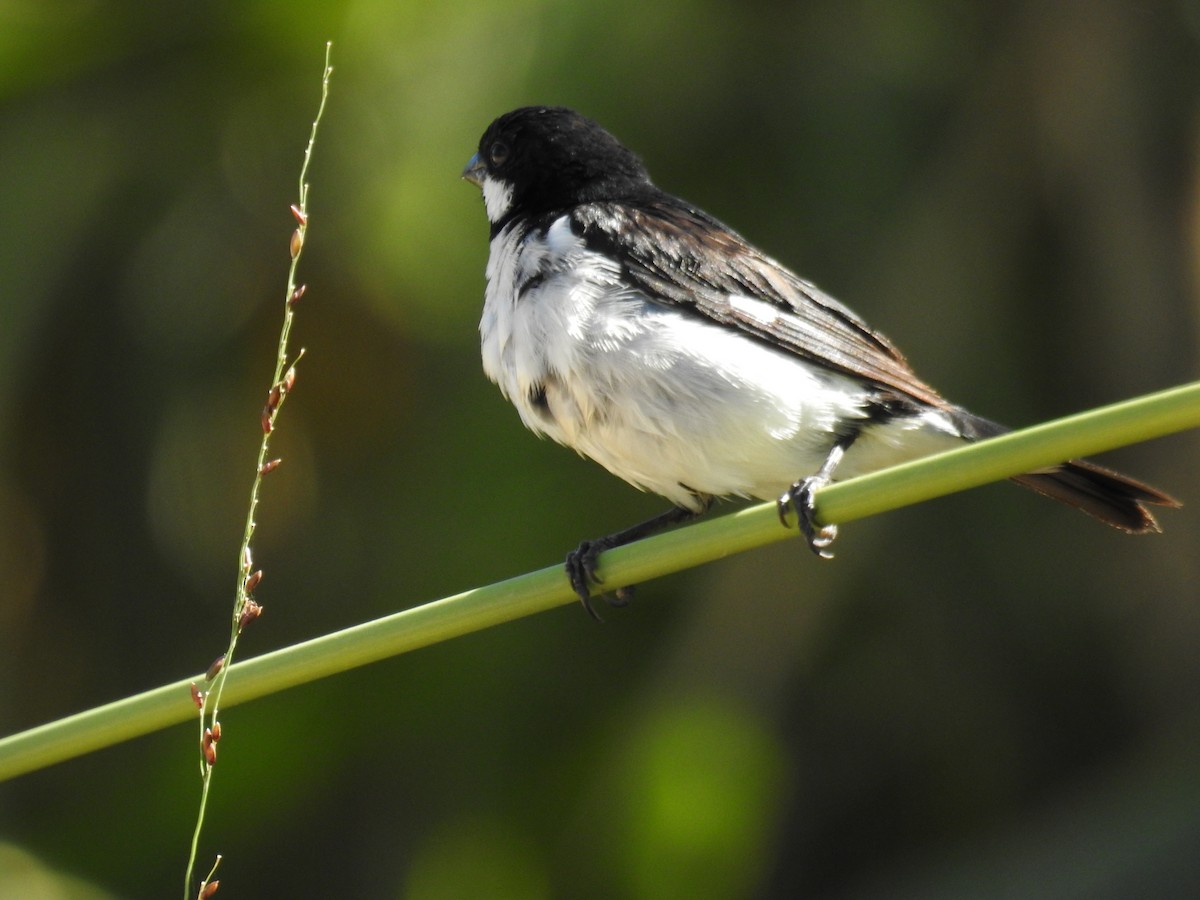 Lined Seedeater - ML620233043