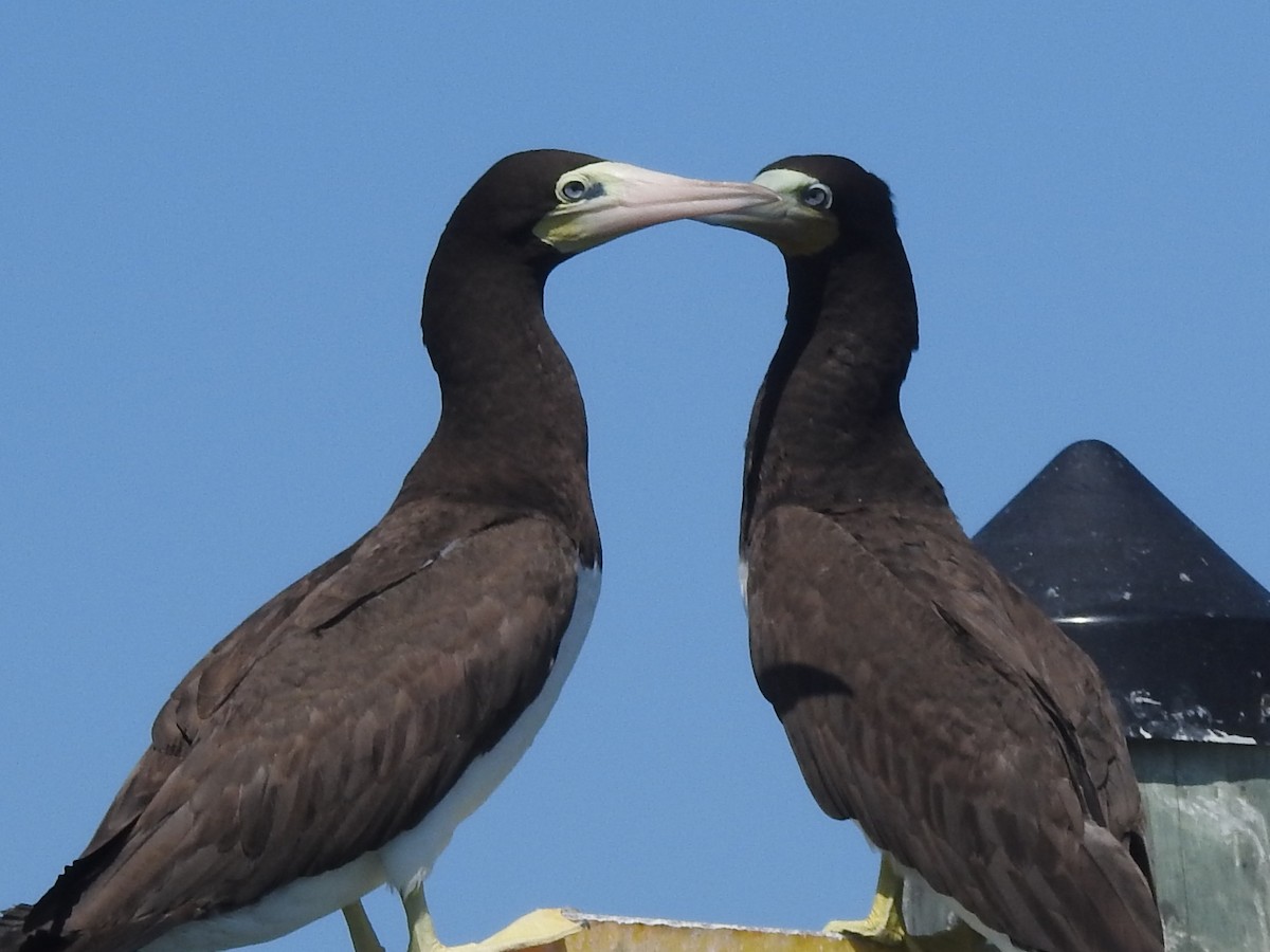 Brown Booby (Atlantic) - ML620233051