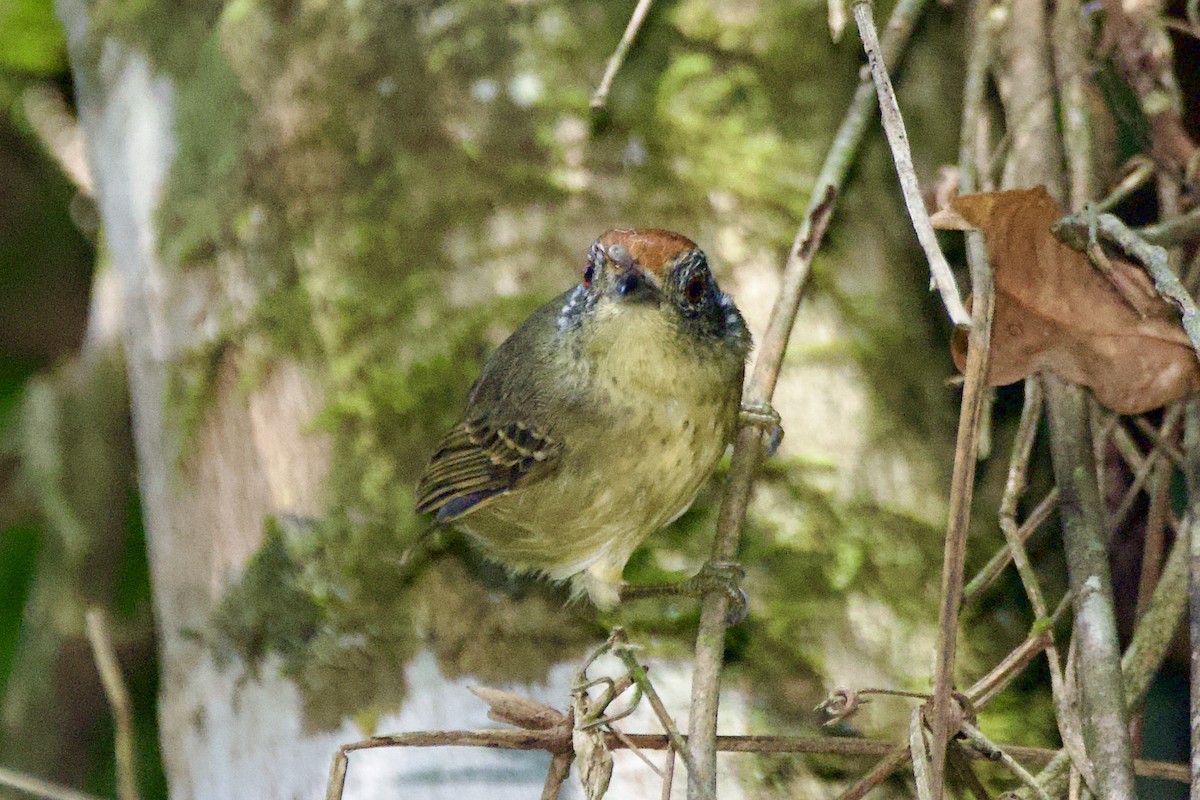 Star-throated Antwren - Aldrey Cruz