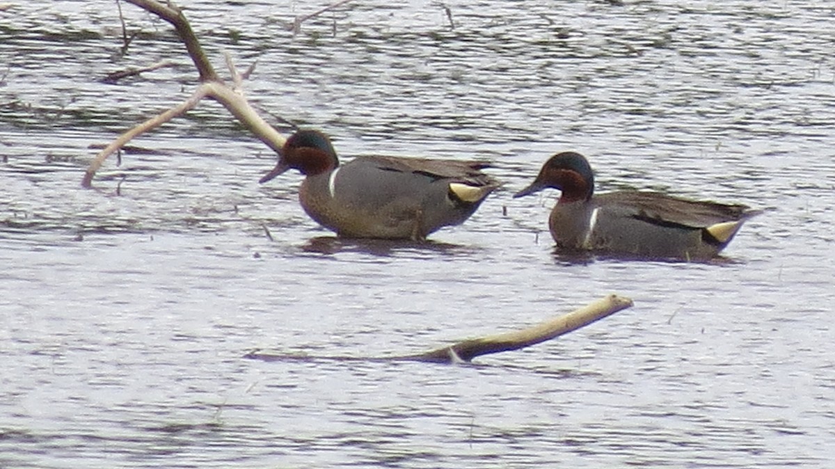 Green-winged Teal - ML620233061