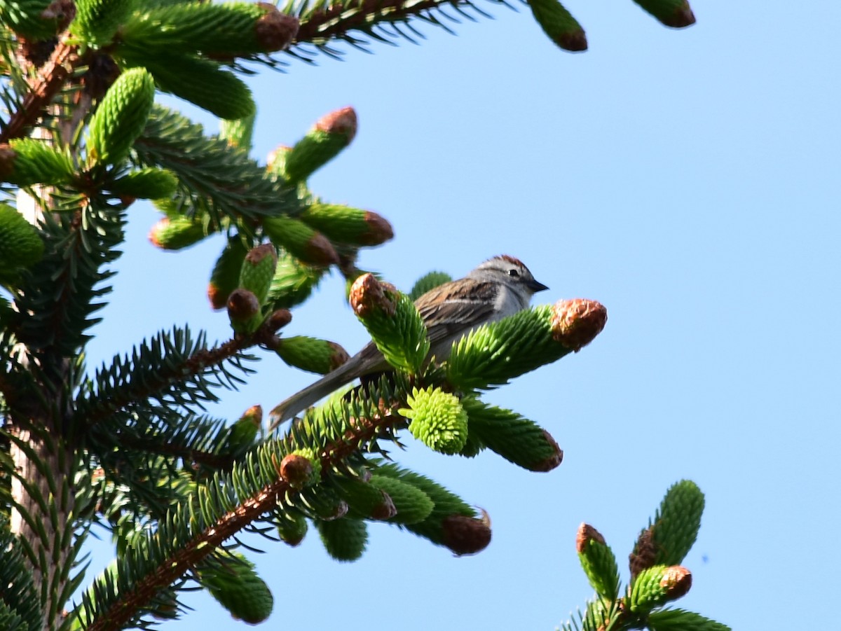 Chipping Sparrow - ML620233062