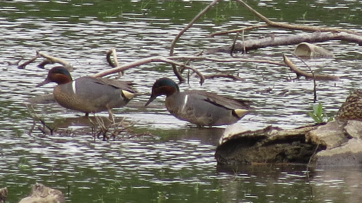 Green-winged Teal - ML620233063