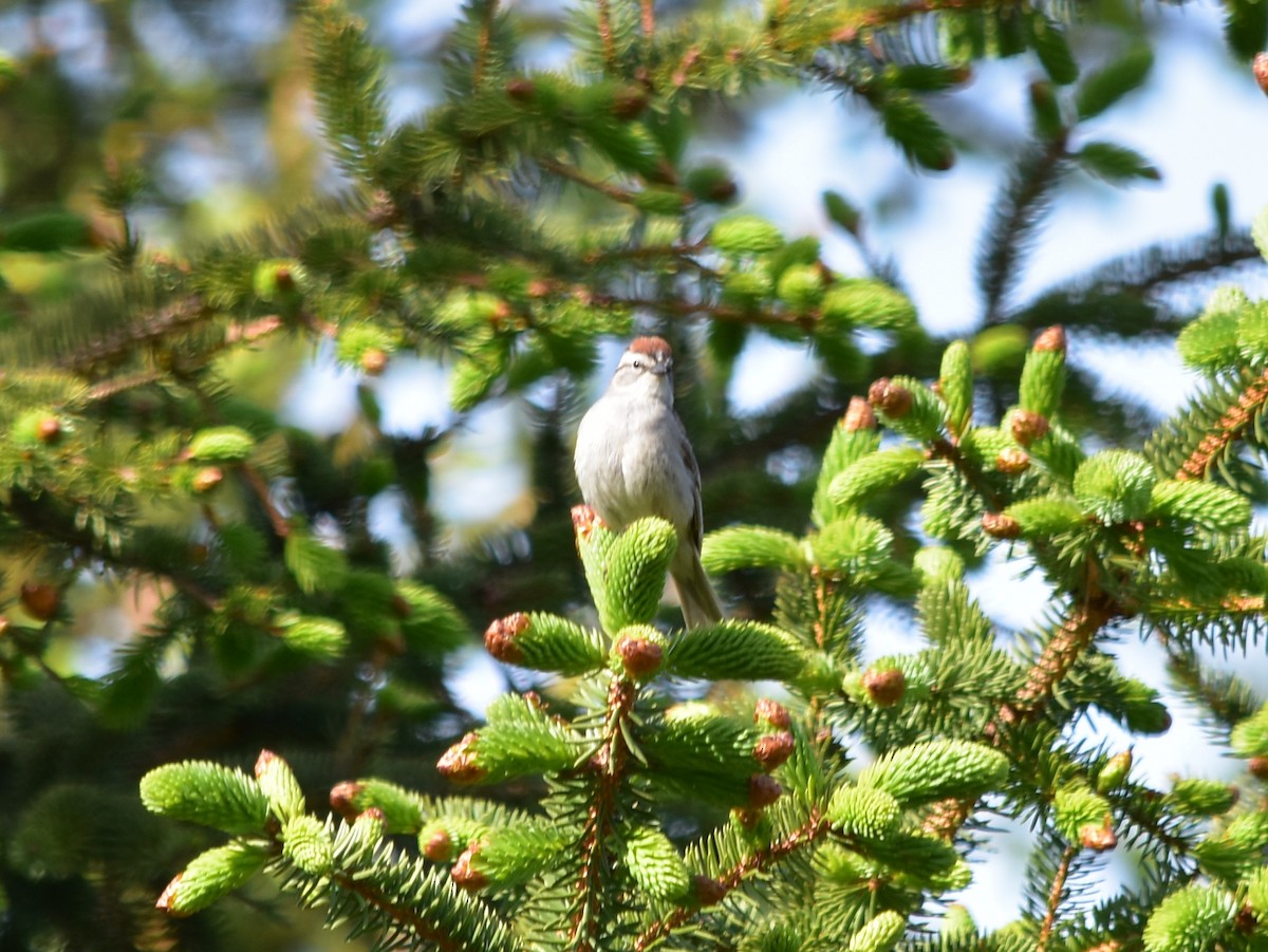 Chipping Sparrow - ML620233064