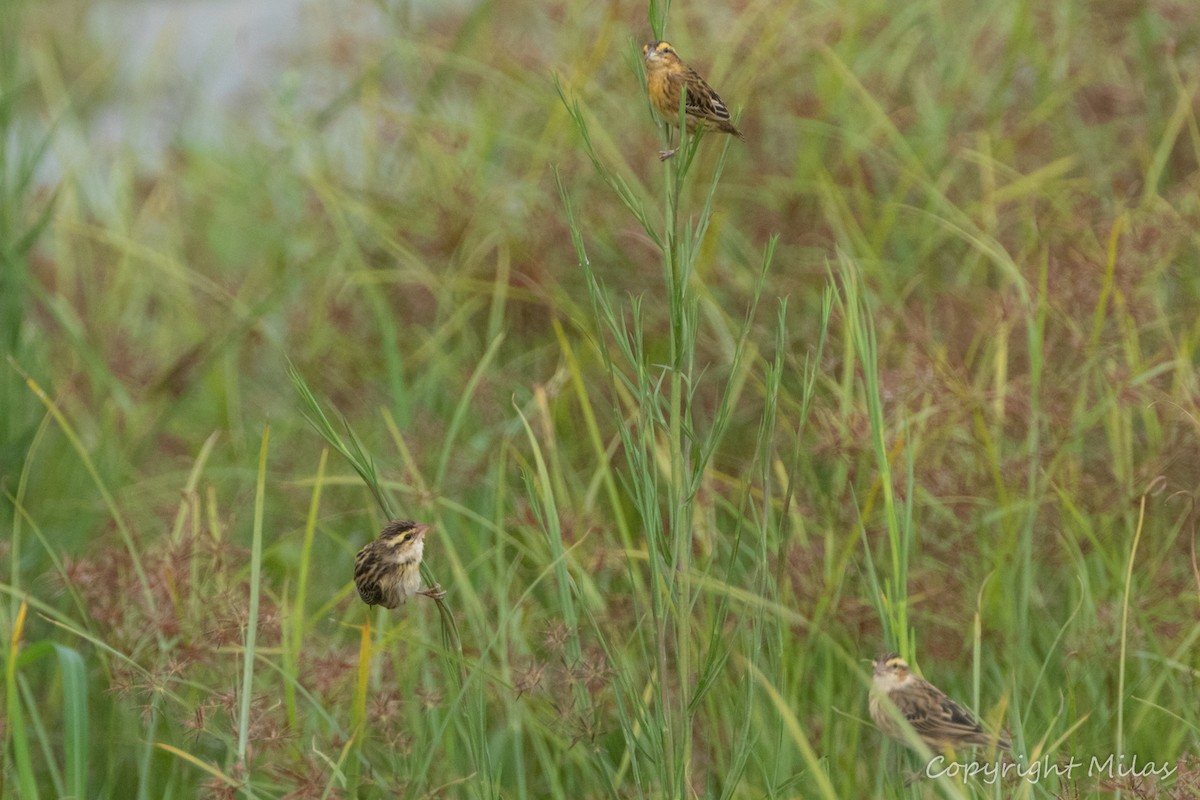 Yellow-crowned Bishop - ML620233065