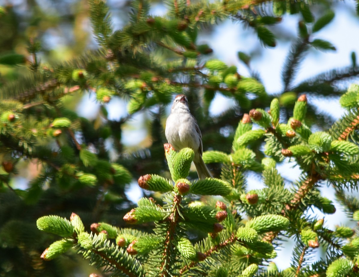 Chipping Sparrow - ML620233067