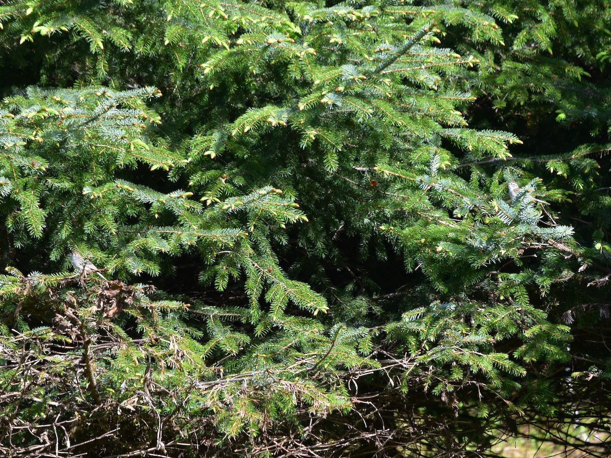 Chipping Sparrow - ML620233070