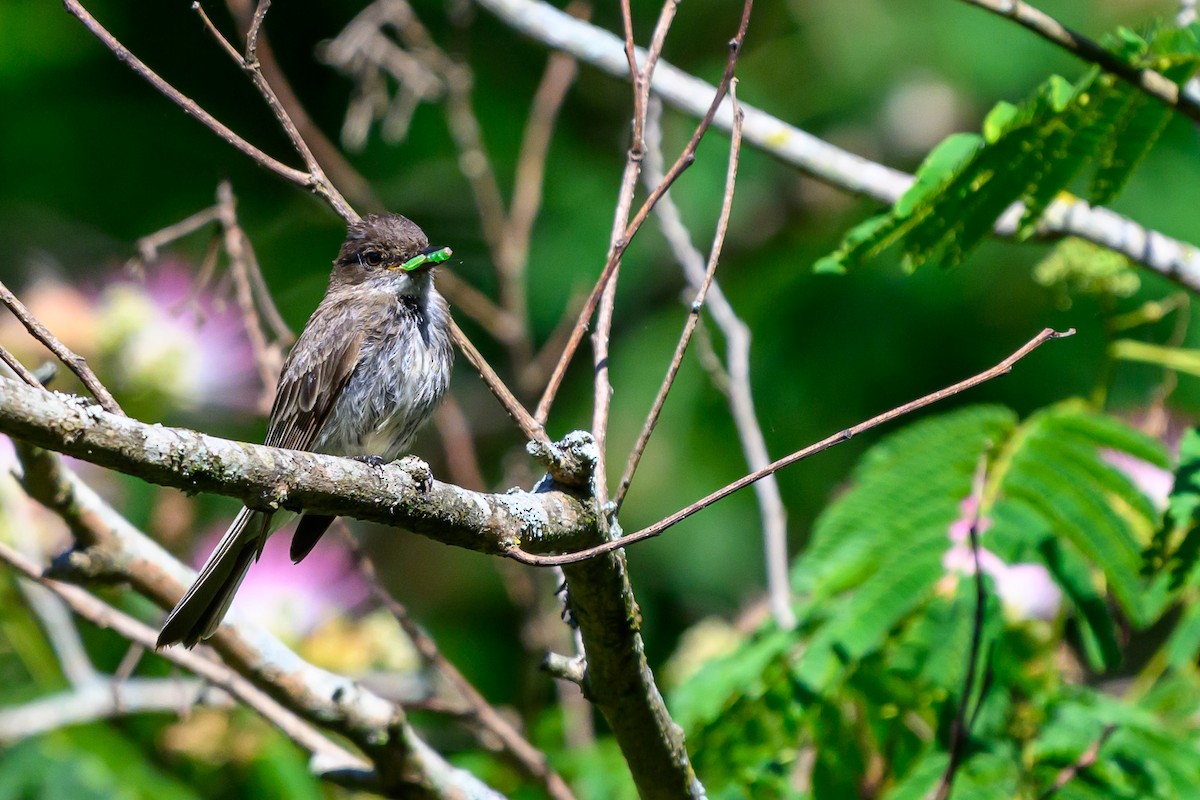 Eastern Phoebe - ML620233073