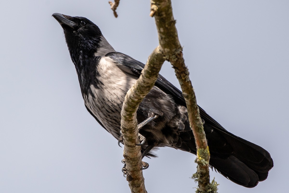 Carrion x Hooded Crow (hybrid) - ML620233086