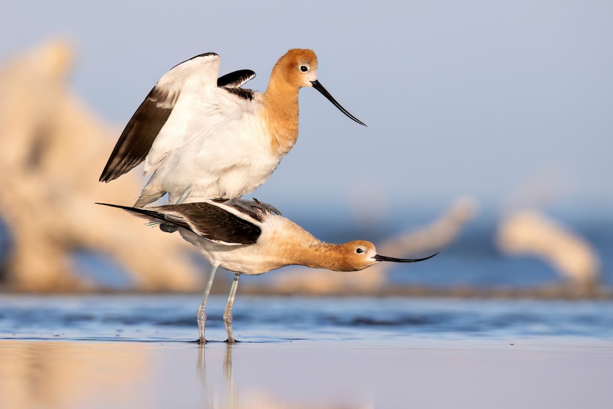 Avocette d'Amérique - ML620233087