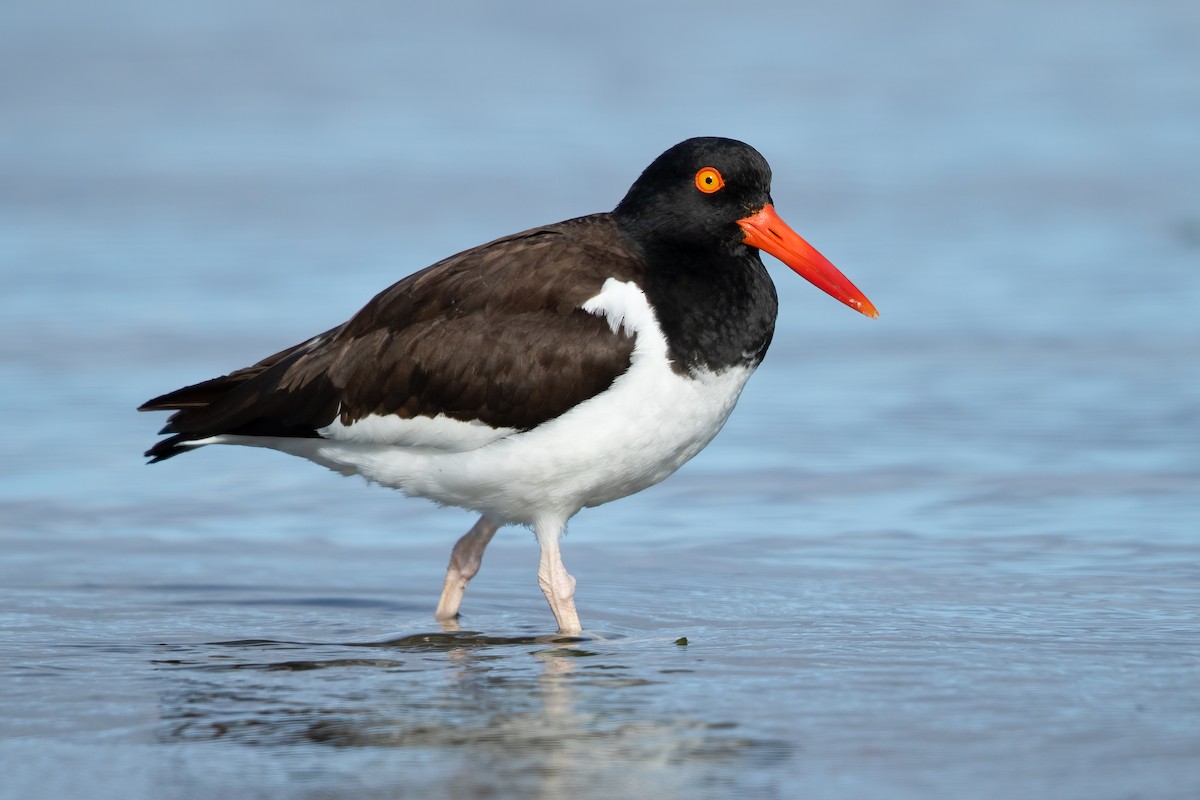 American Oystercatcher - ML620233097