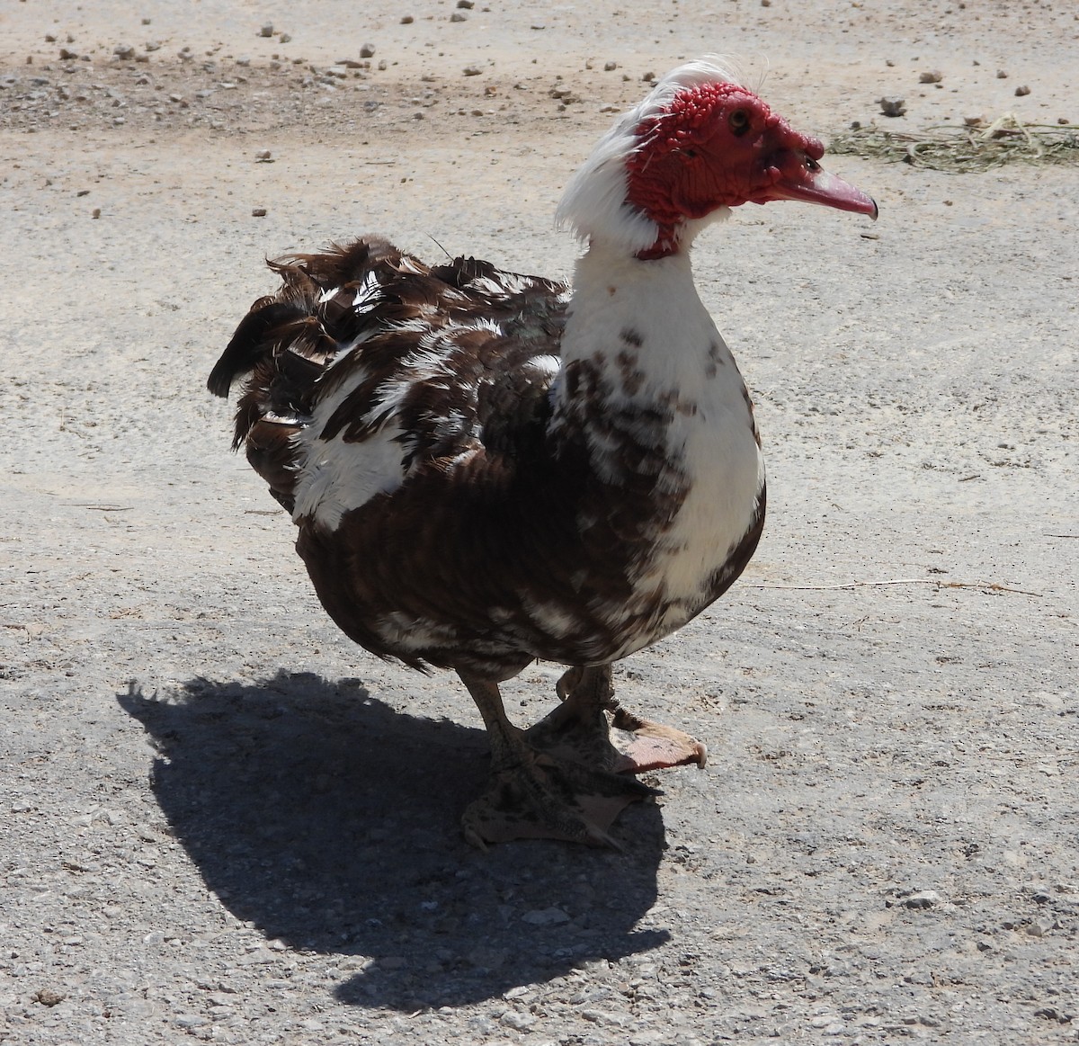 Muscovy Duck (Domestic type) - ML620233100