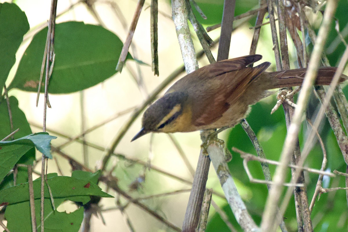 Ochre-breasted Foliage-gleaner - Aldrey Cruz