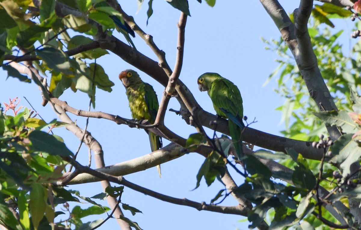 Orange-fronted Parakeet - ML620233106