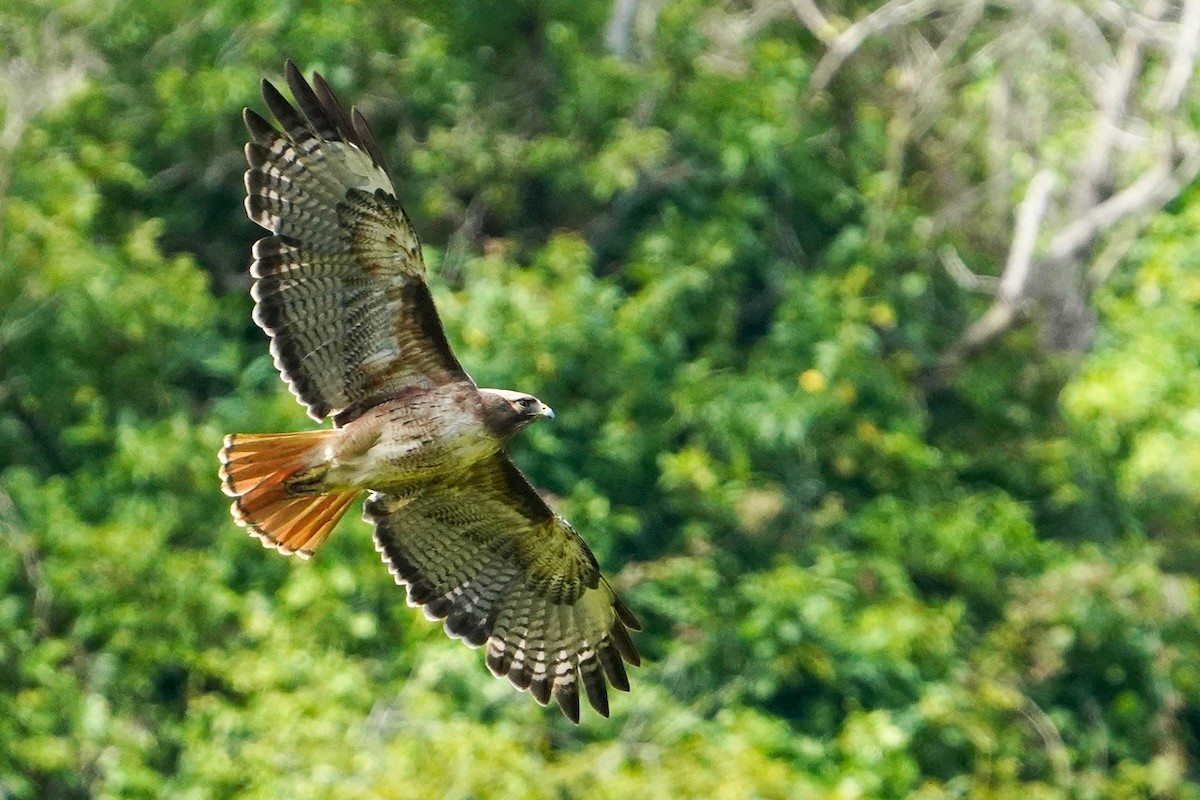 Red-tailed Hawk - ML620233107