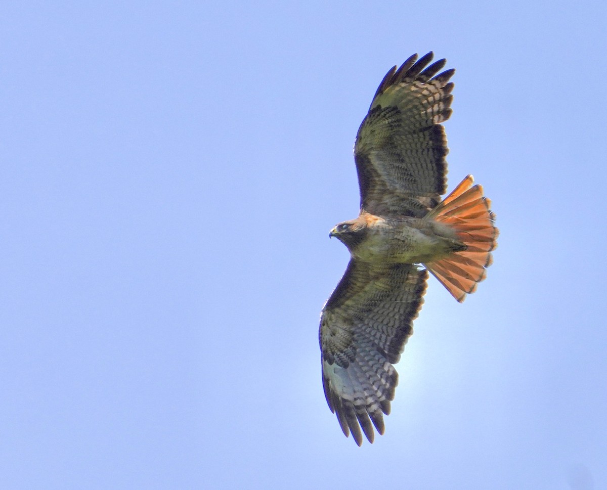 Red-tailed Hawk - ML620233108