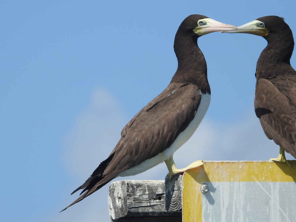 Piquero Pardo (leucogaster) - ML620233111