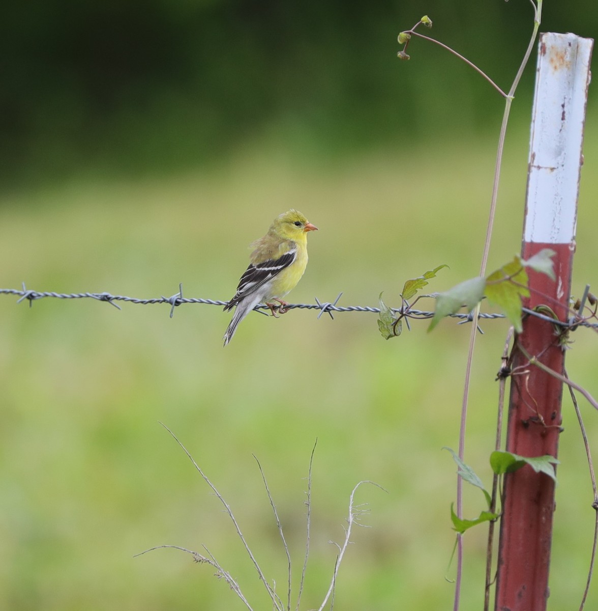 Chardonneret jaune - ML620233126