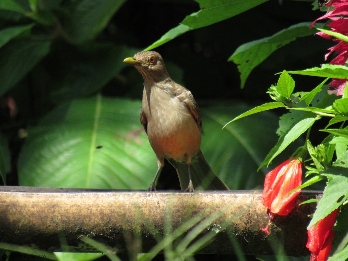 Clay-colored Thrush - ML620233140