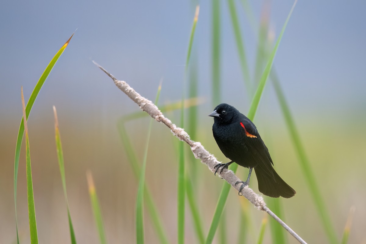 Red-winged Blackbird - ML620233143