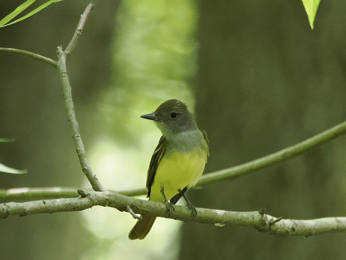 Great Crested Flycatcher - ML620233144
