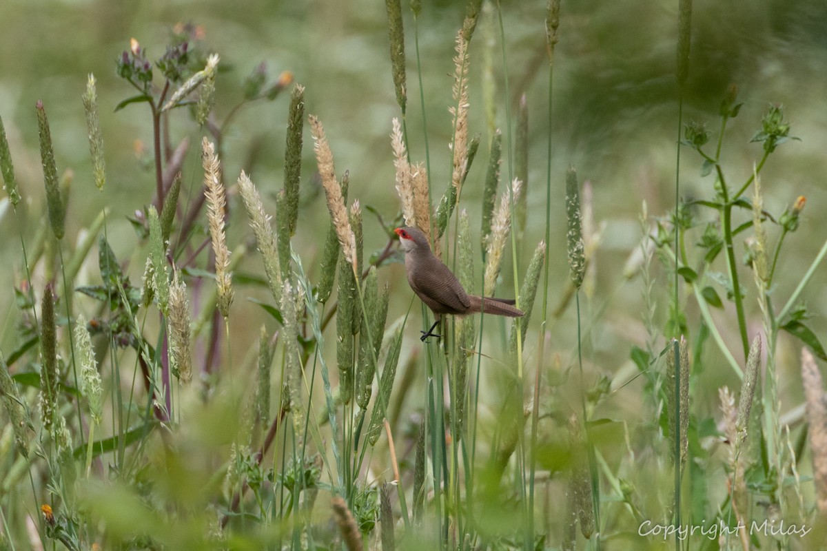 Common Waxbill - ML620233146