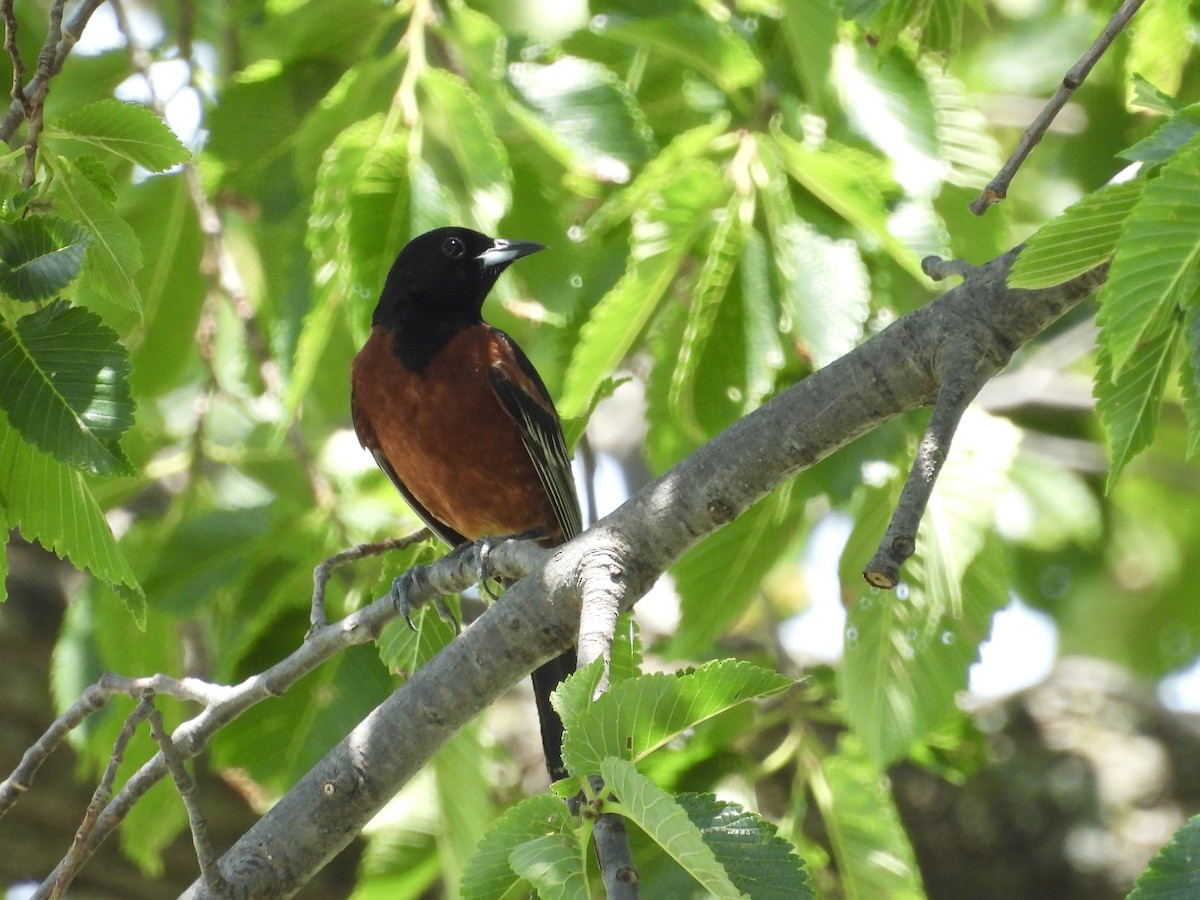 Orchard Oriole - ML620233152