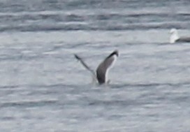 Franklin's Gull - ML620233161