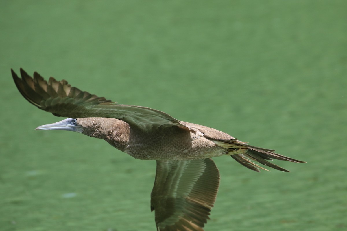 Brown Booby - ML620233167