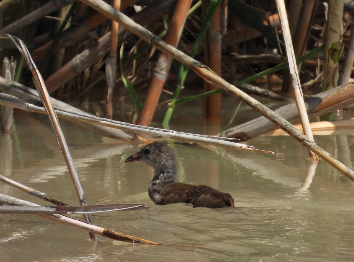 Eurasian Moorhen - ML620233169