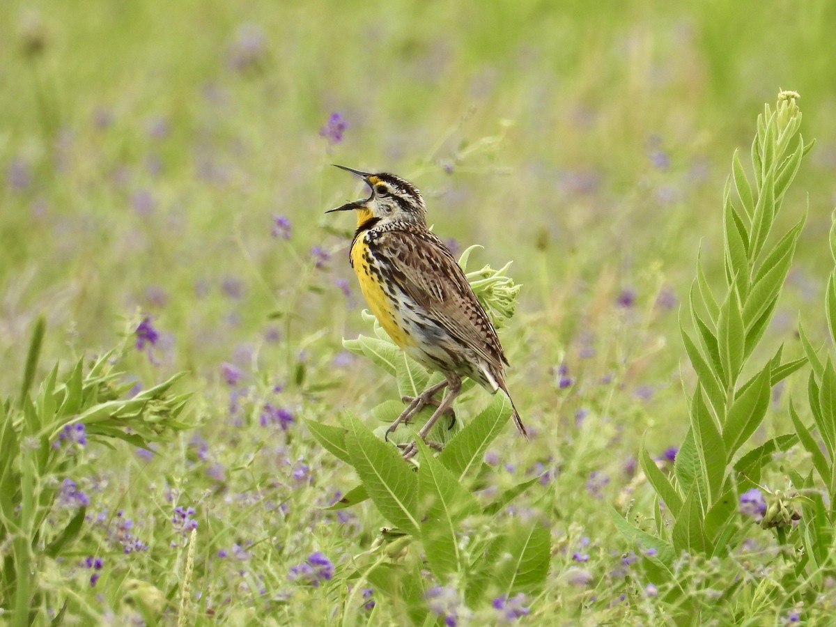 Western Meadowlark - ML620233170