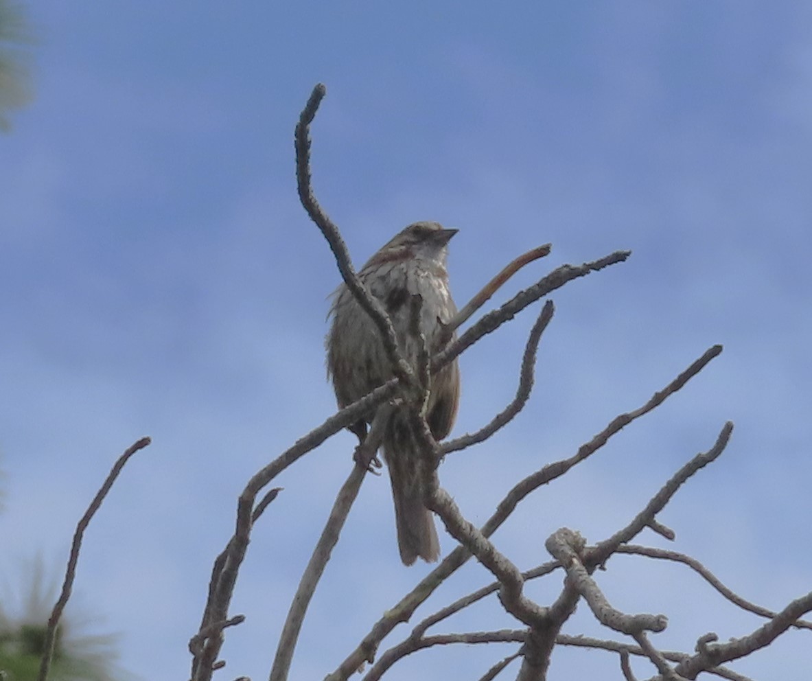 Song Sparrow - ML620233174