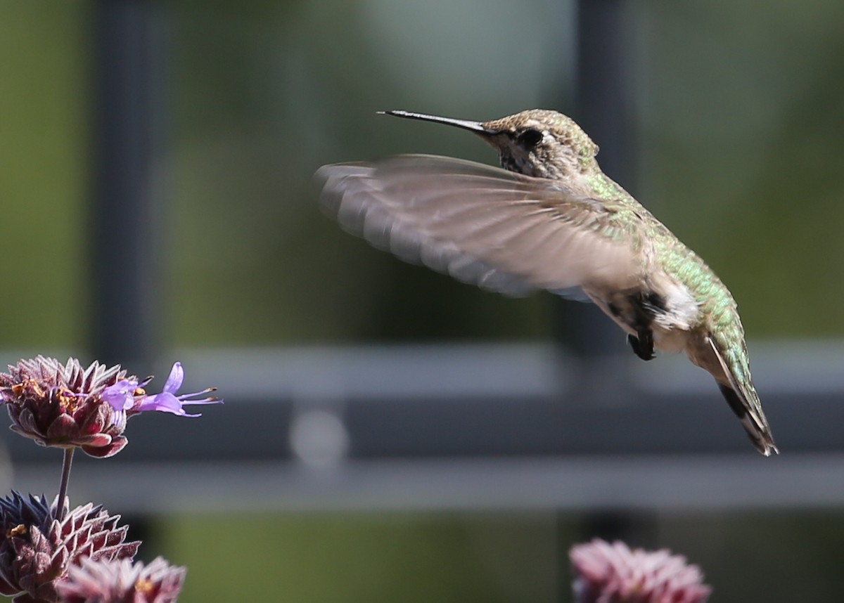hummingbird sp. - ML620233178