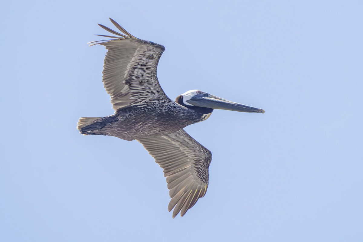 Brown Pelican - ML620233189