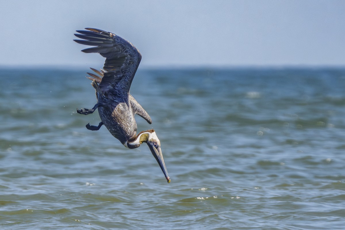 Brown Pelican - ML620233192