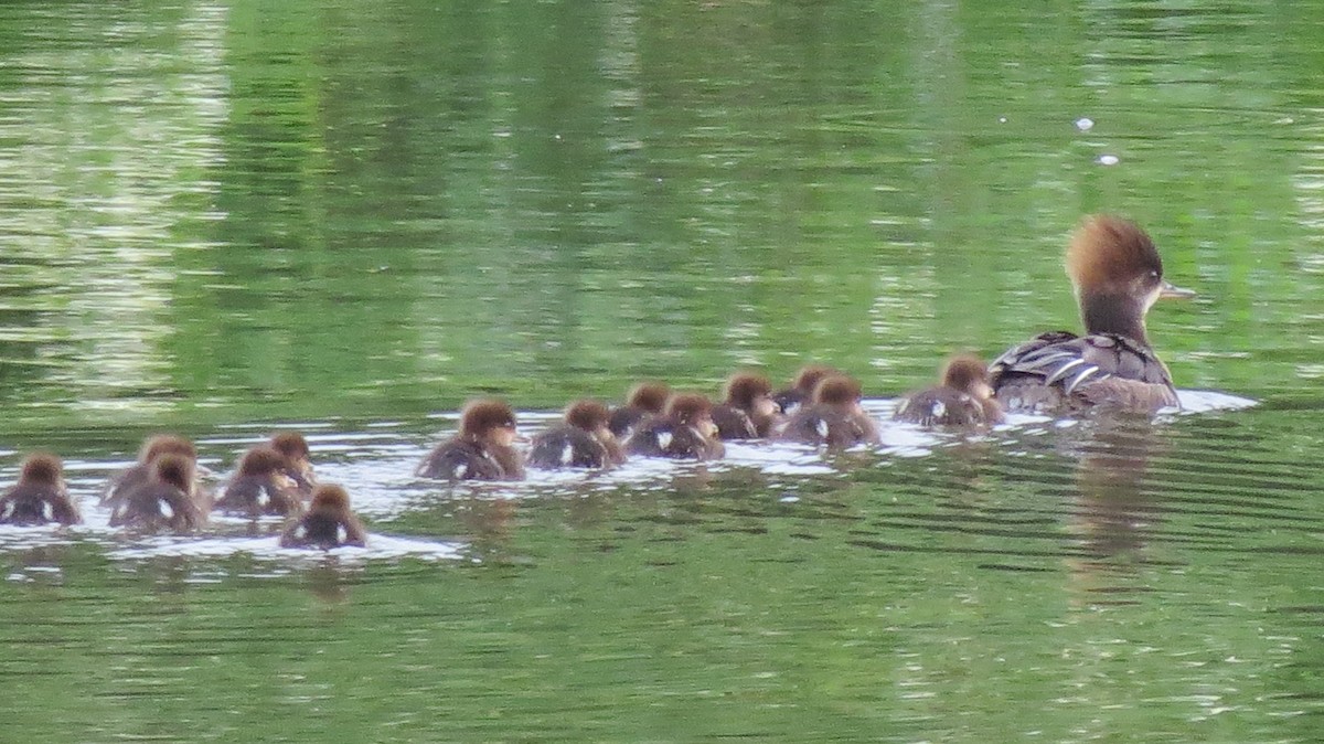 Hooded Merganser - ML620233196