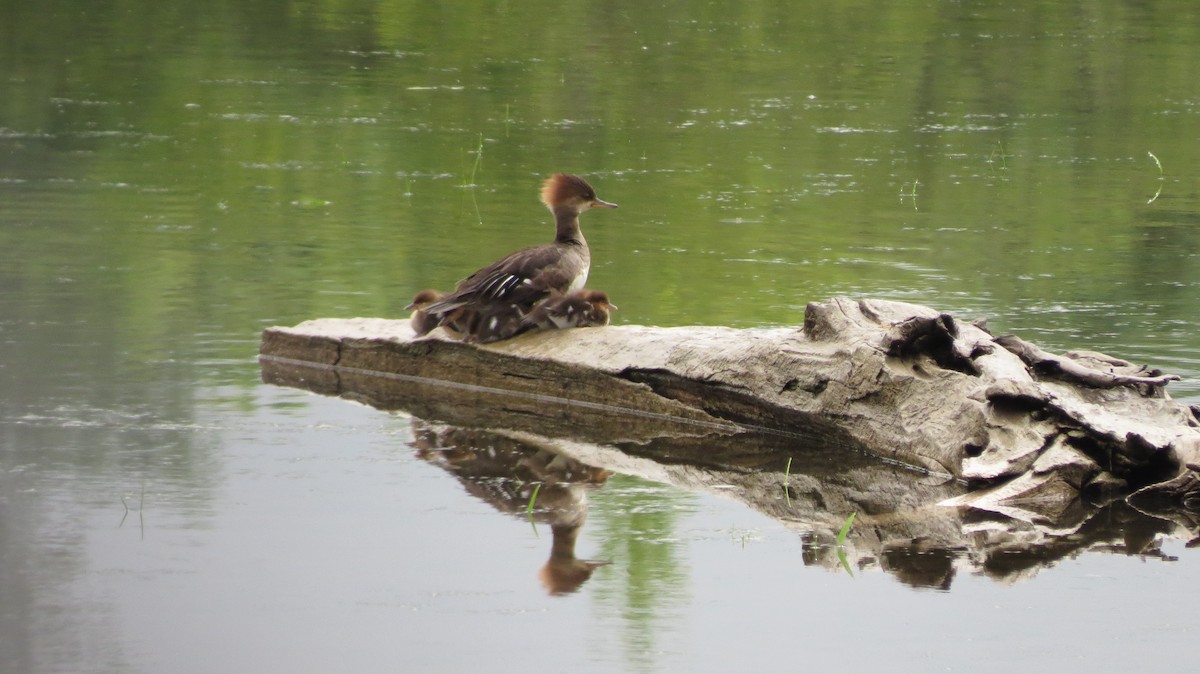 Hooded Merganser - ML620233197