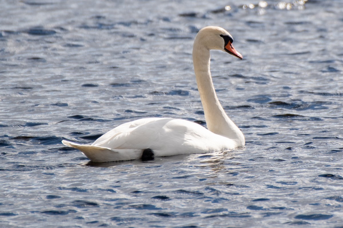 Mute Swan - ML620233198