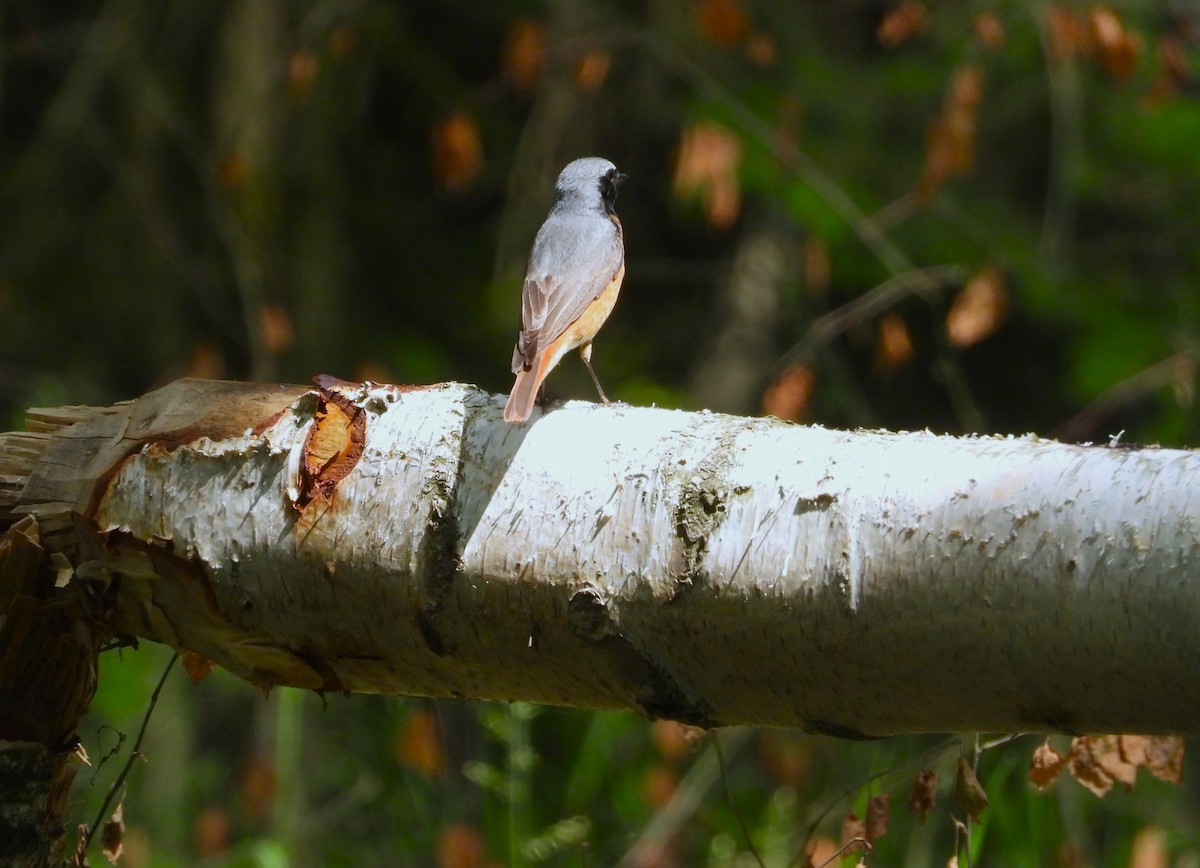 Common Redstart - ML620233207