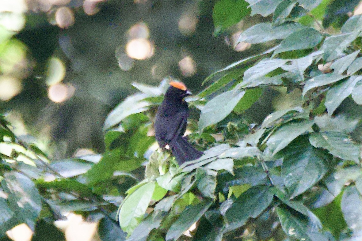 Flame-crested Tanager (Flame-crested) - ML620233209