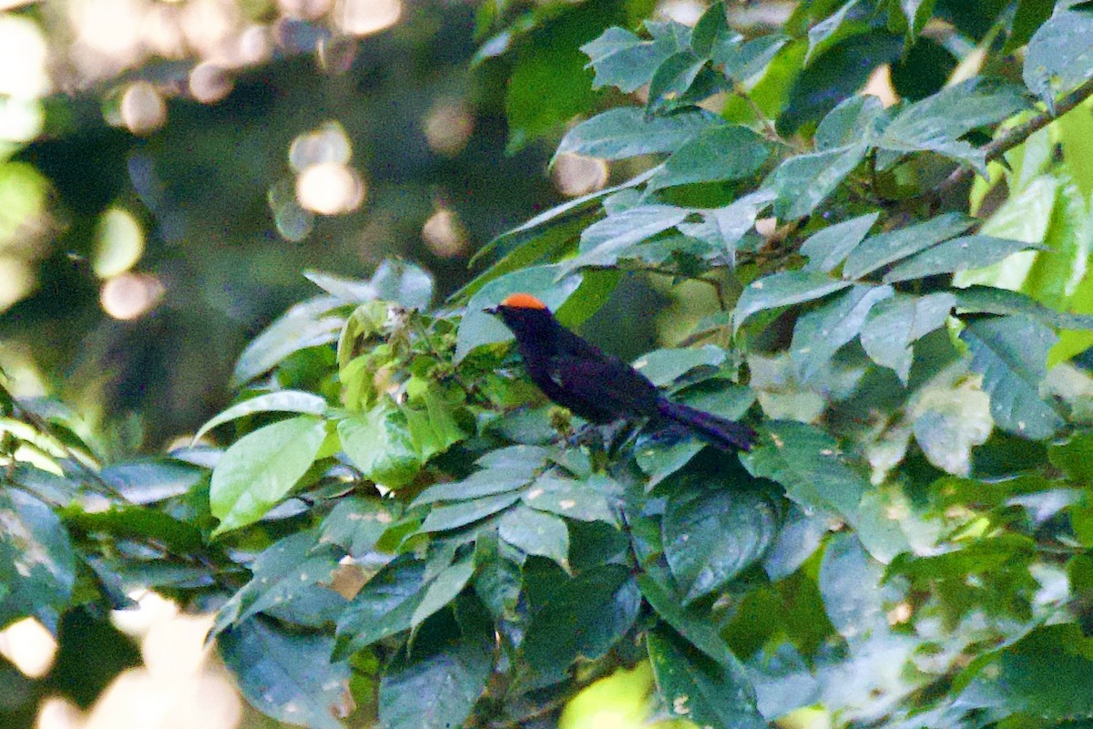 Flame-crested Tanager (Flame-crested) - ML620233210