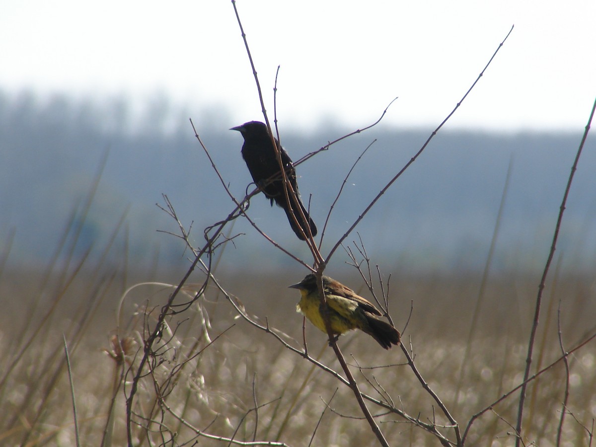 Unicolored Blackbird - ML620233211