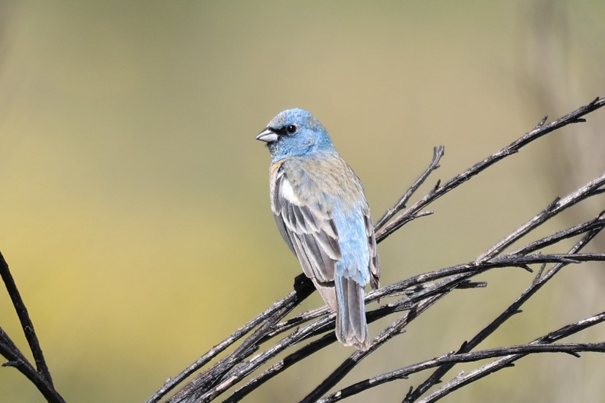 Lazuli Bunting - ML620233223