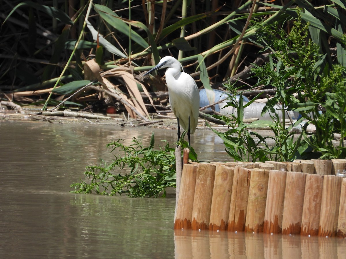 Little Egret - ML620233225