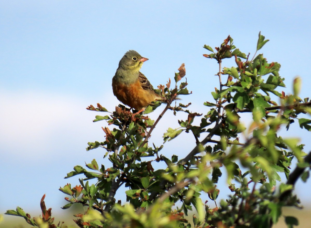 Ortolan Bunting - ML620233227