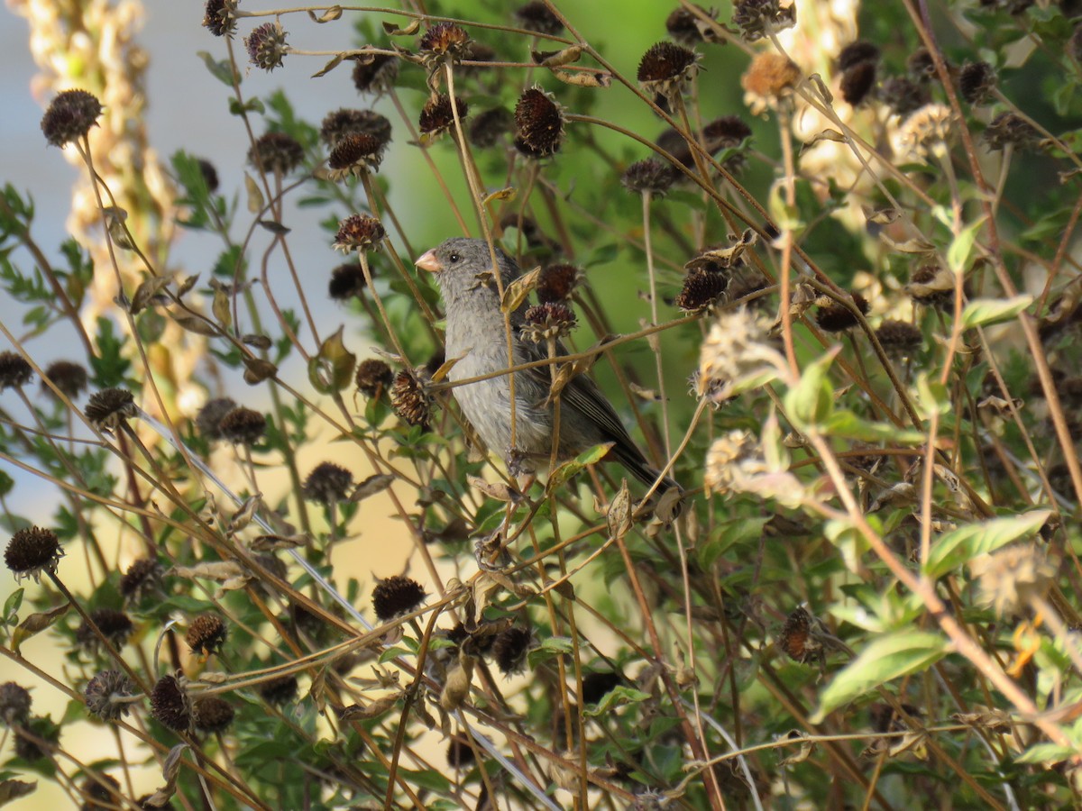 Plain-colored Seedeater - ML620233229