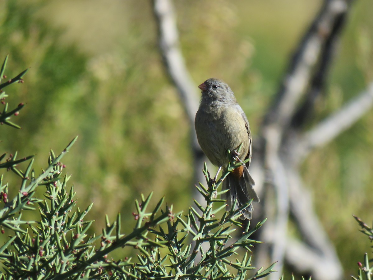 Plain-colored Seedeater - ML620233231