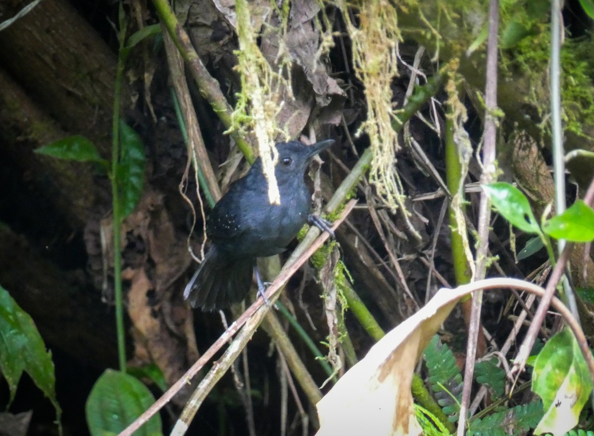 Spot-winged Antbird - ML620233234